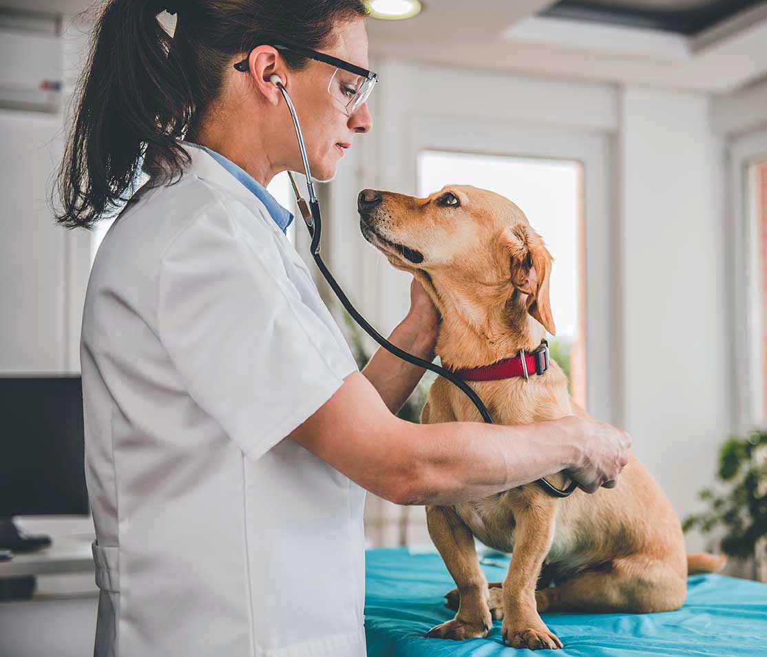 Jobs for veterinarians in canada