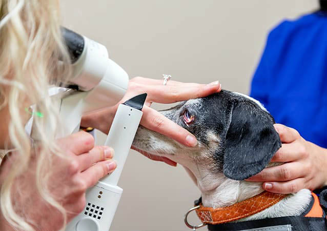Veterinary Ophthalmologist Salary