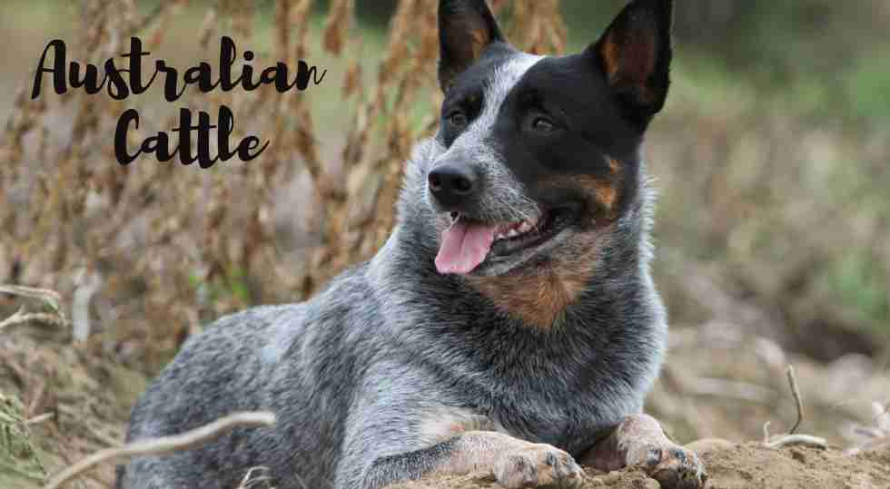 Longest living dogs in the world, Australian Cattle