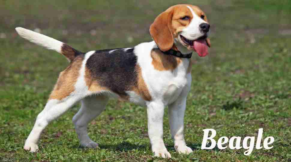 Longest living dogs in the world, Beagle