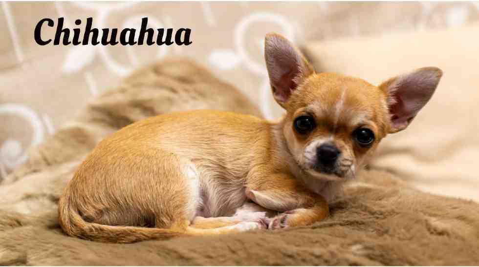 Longest living dogs in the world, Chihuahua