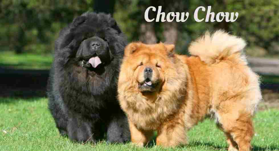 Longest living dogs in the world, Chow Chow