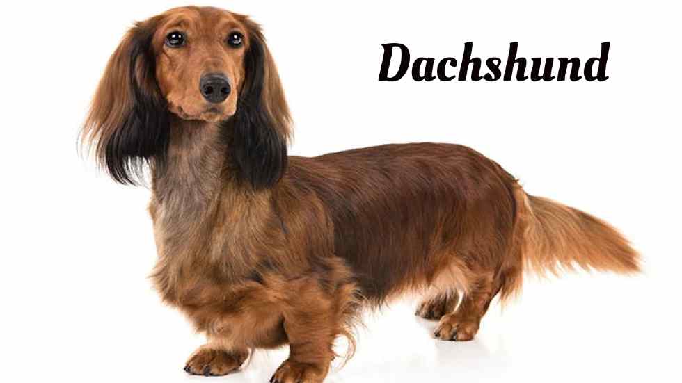 Longest living dogs in the world, Dachshund