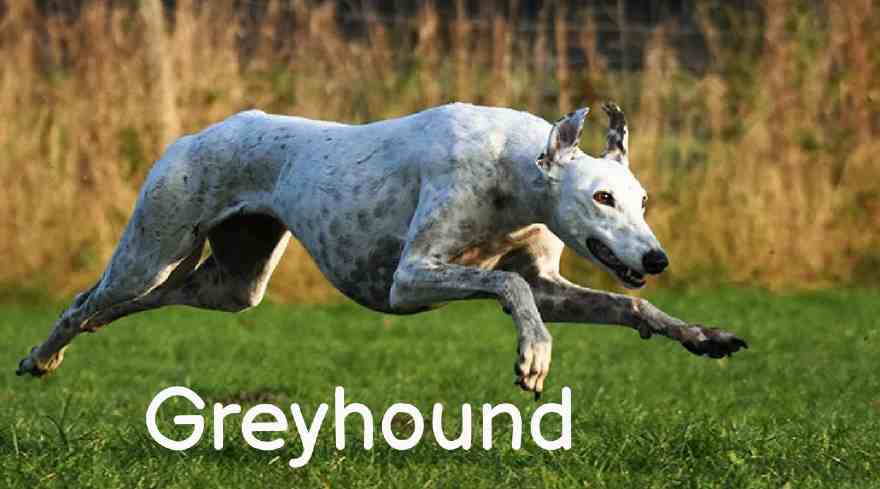Longest living dogs in the world, Greyhound