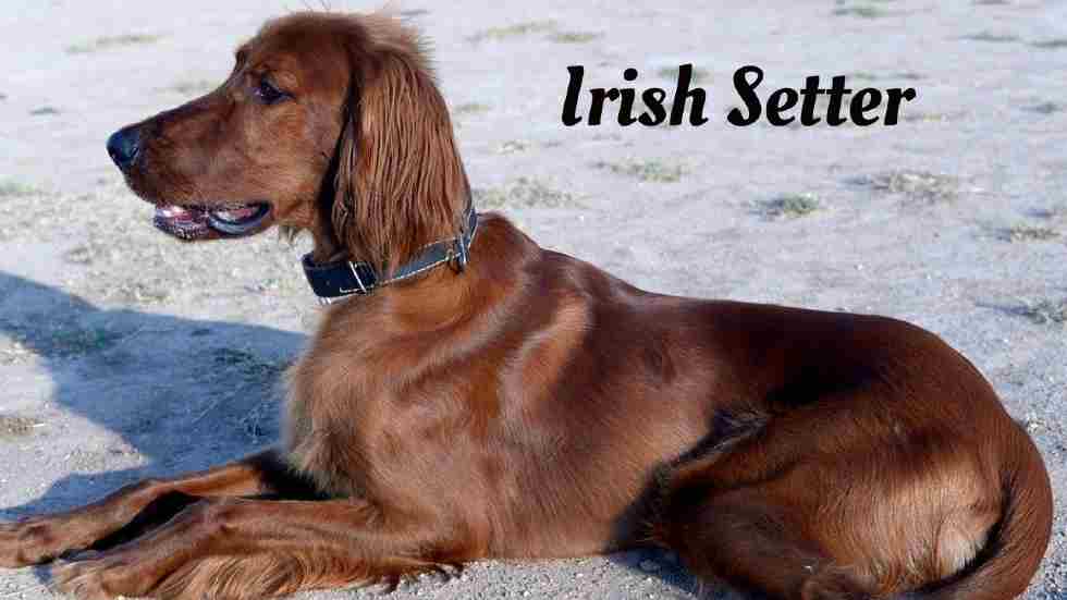 Longest living dogs in the world, Irish Setter