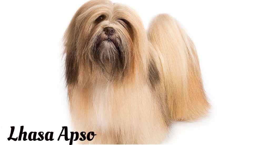 Longest living dogs in the world, Lhasa Apso