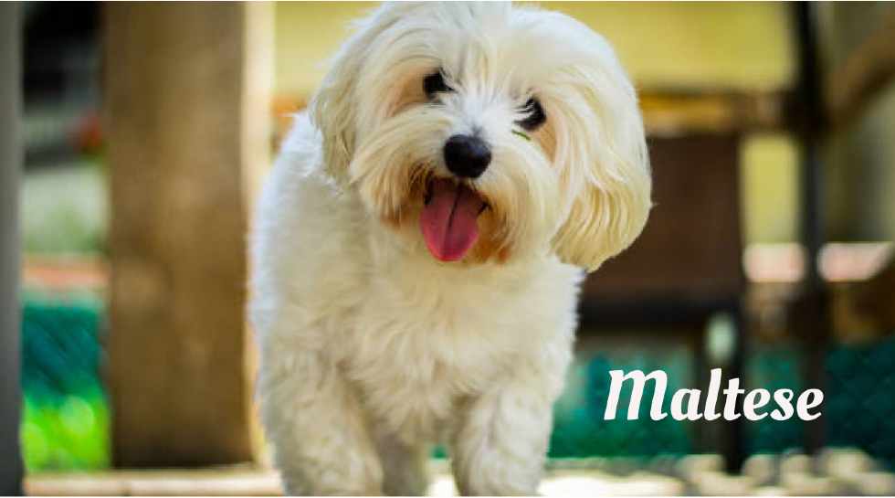 Longest living dogs in the world, Maltese