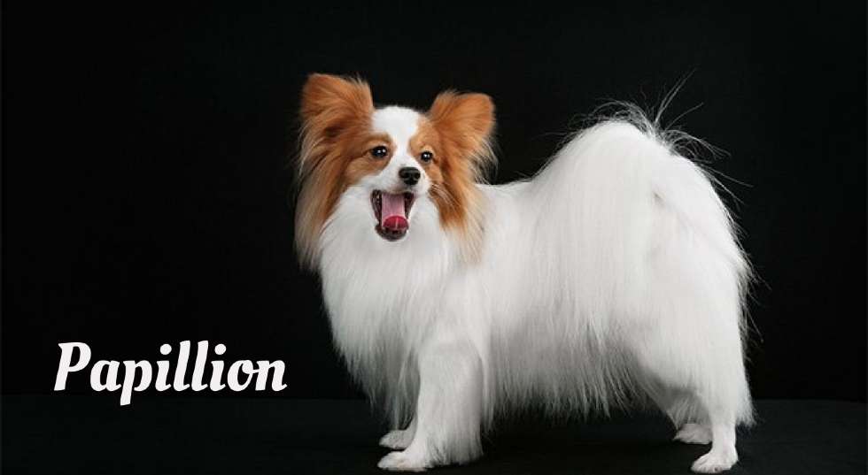Longest living dogs in the world, Papillion
