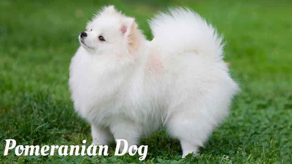 Longest living dogs in the world, Pomeranian