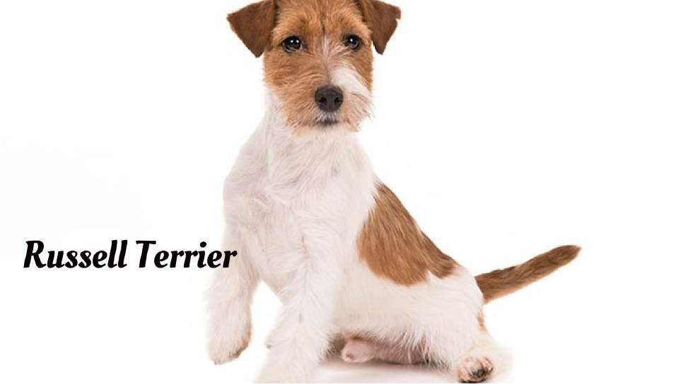 Longest living dogs in the world, Russell Terrier 
