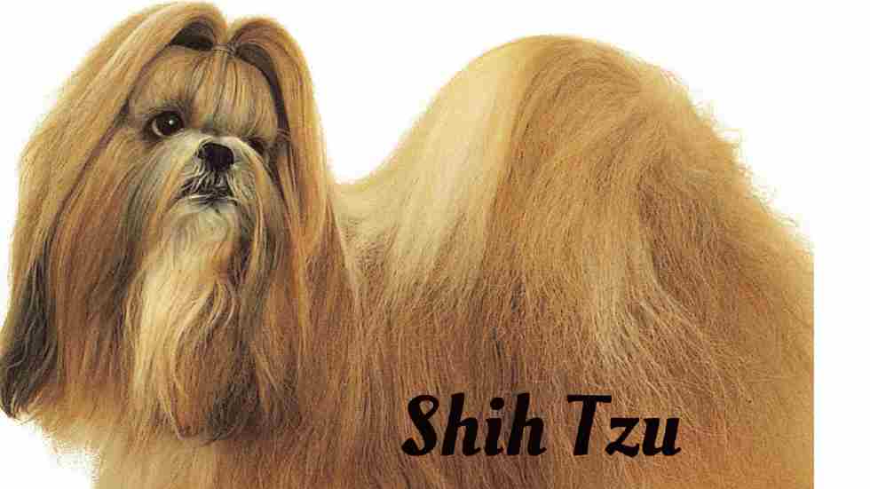 Longest living dogs in the world, Shih Tzu