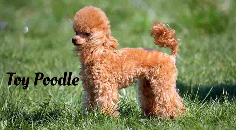 Longest living dogs in the world, Toy Poodle