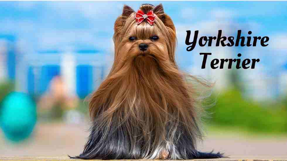 Longest living dogs in the world, Yorkshire Terrier