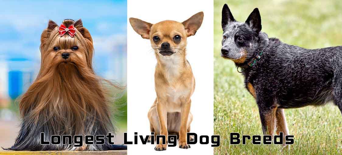 Photo of Longest Living Dog Breeds.