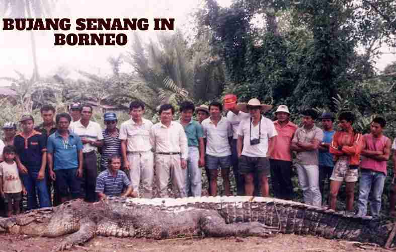 Largest crocodile, Bujang Senang in Borneo
