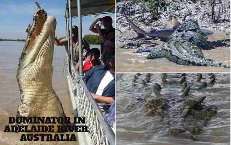 Largest Crocodile, Dominator In Adelaide River