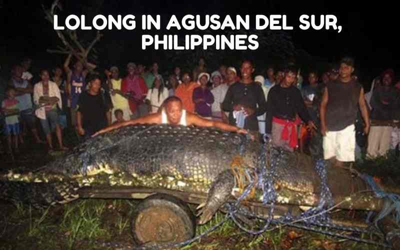 Largest Crocodile, Lolong In Agusan Del Sur Philippines
