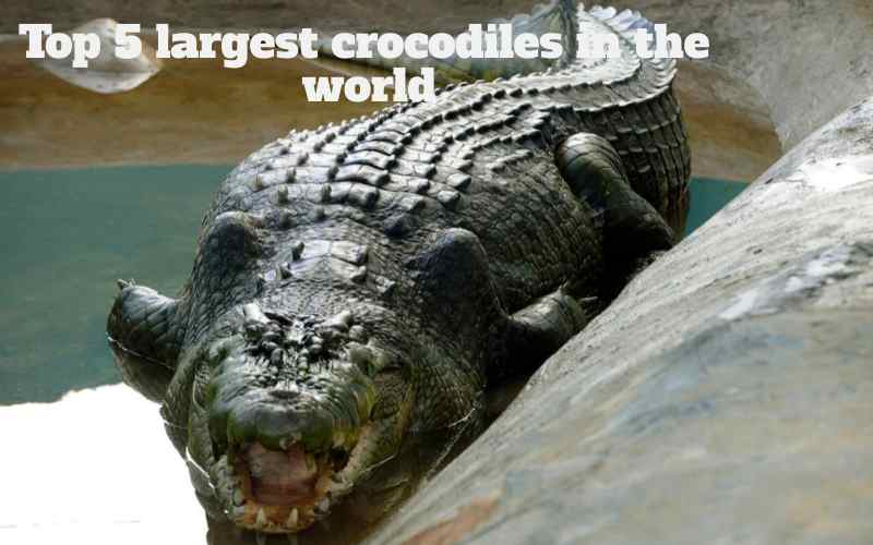 Top 5 Largest Crocodiles in the World
