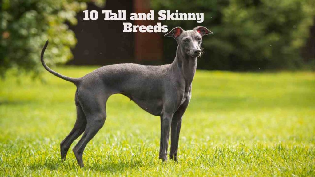 Tall Skinny Dogs: 10 Tall and Skinny Breeds. - Vetshows.