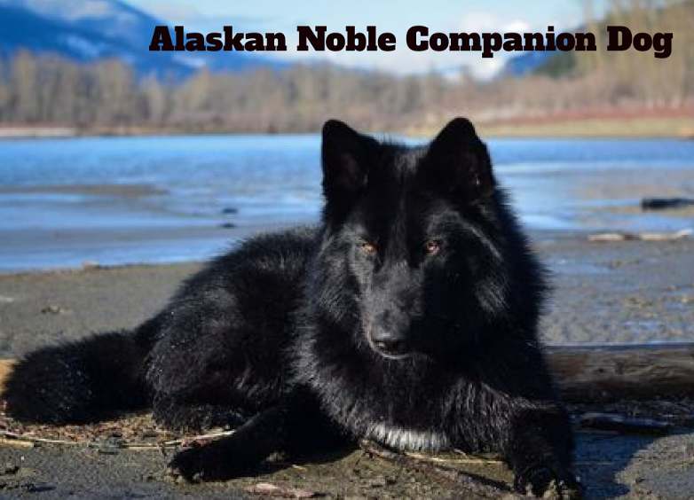Alaskan Noble Companion Dog Weight, Temperament, Facts