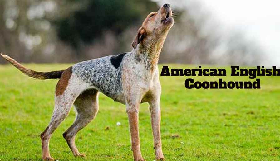 Tall Skinny Dog, American English Coonhound