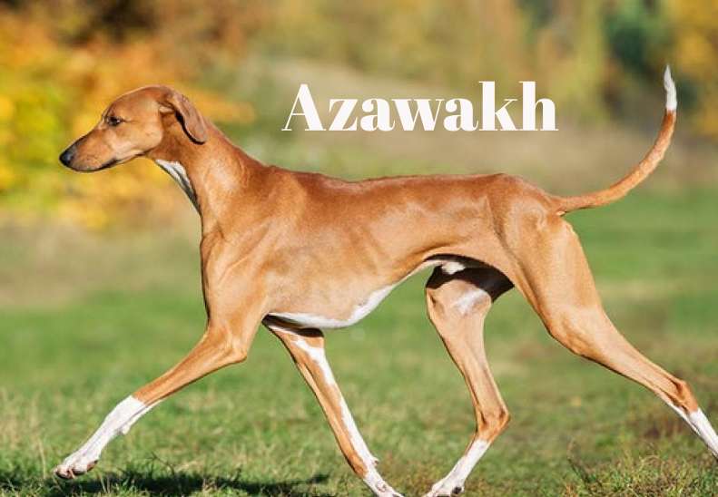 Tall Skinny Dog, Azawakh