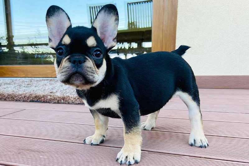 Black and Tan French Bulldog Description Appearances