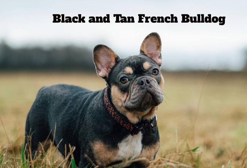 Black and Tan French Bulldog Facts and Information