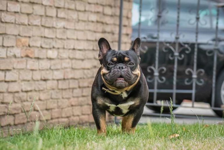 Black and Tan French Bulldog Facts and Information Vetshows.