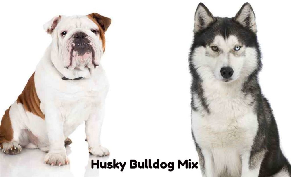 French Bulldog and Husky Mix Lifespan, Temperament, Facts - Vetshows.