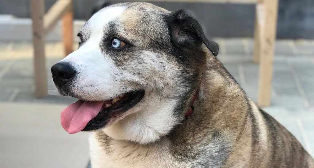 Husky Bulldog Mix Temperament and behaviour