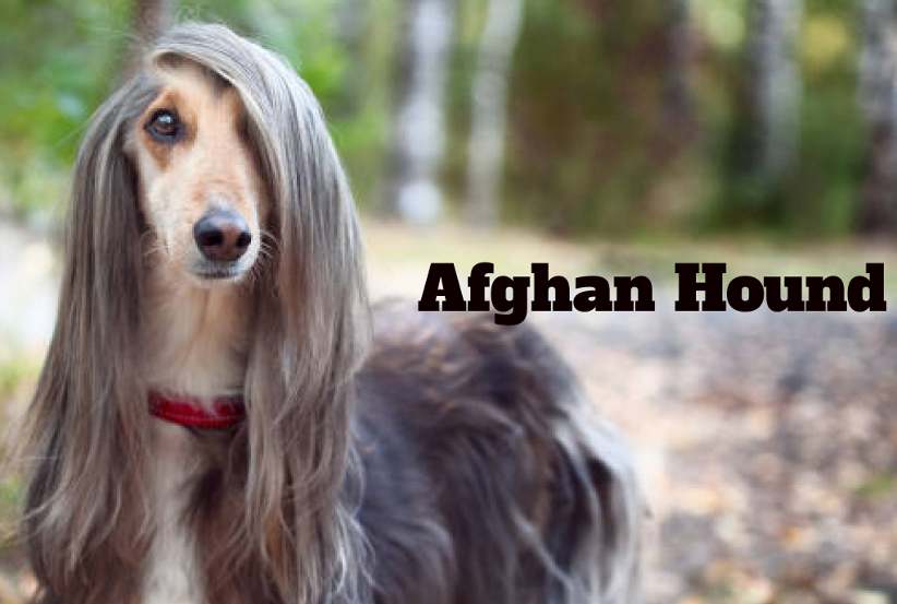 Tall Skinny Dog, Afghan Hound