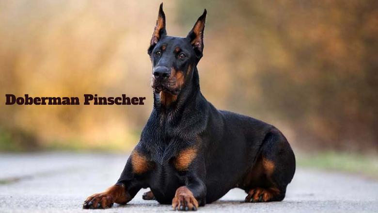 Tall Skinny Dog, Doberman Pinscher