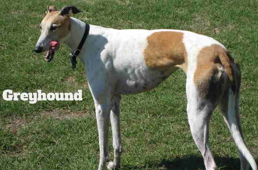 Tall Skinny Dog, Grey Hound