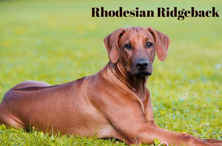 Tall Skinny Dog Rhodesian Ridgeback
