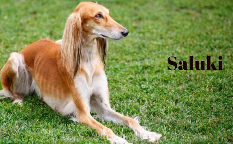 Tall Skinny Dog Saluki