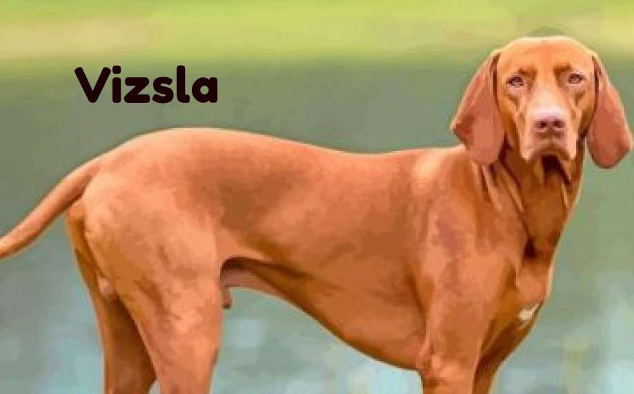 Tall Skinny Dog Vizsla