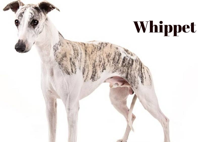 Tall Skinny Dog Whippet