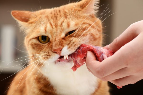 can cat eat meat