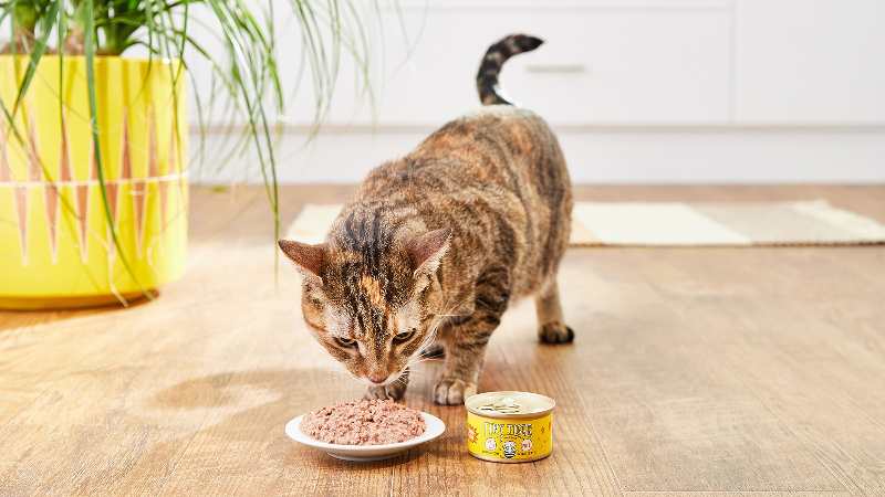 can cat eat whole grains