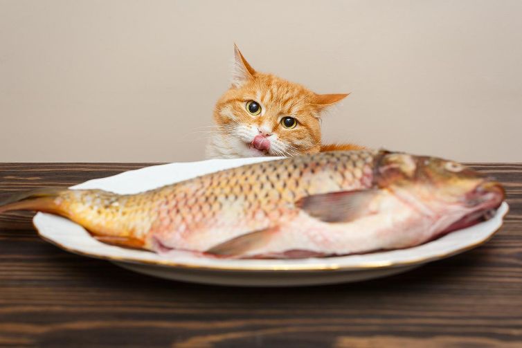 Can cat eat fish