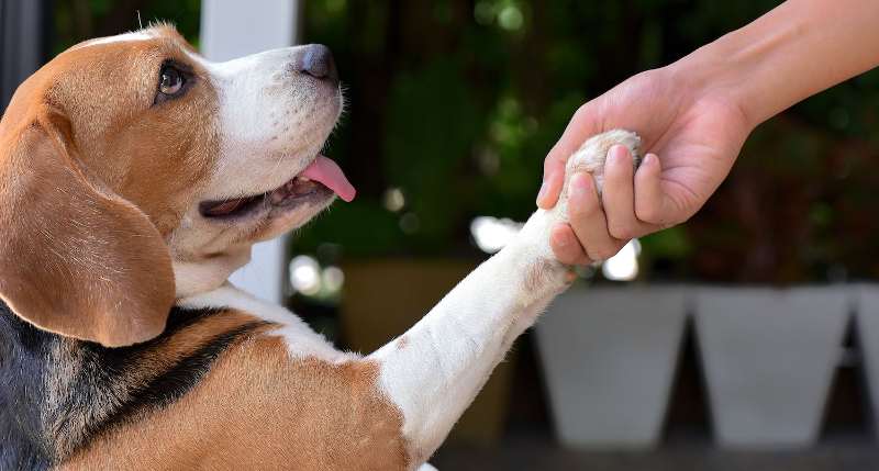 Behavior Reinforcement in dogs