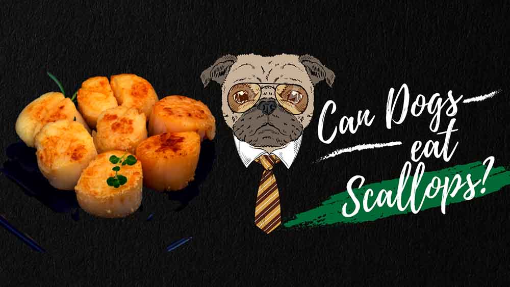 Image of Scallops and dogs