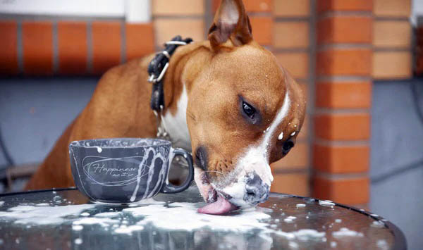Photo of dog licking milk
