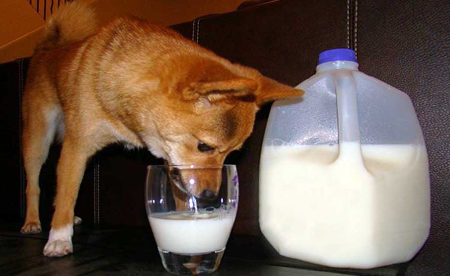 Image of dog drinking milk