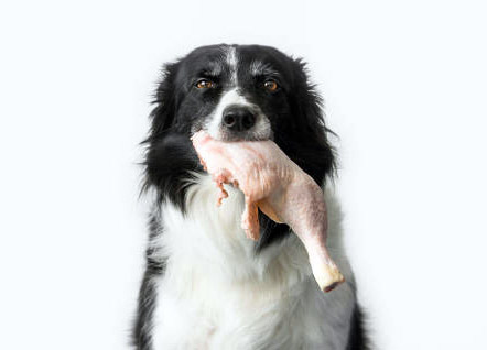 Image of dog holding raw chicken in the mouth