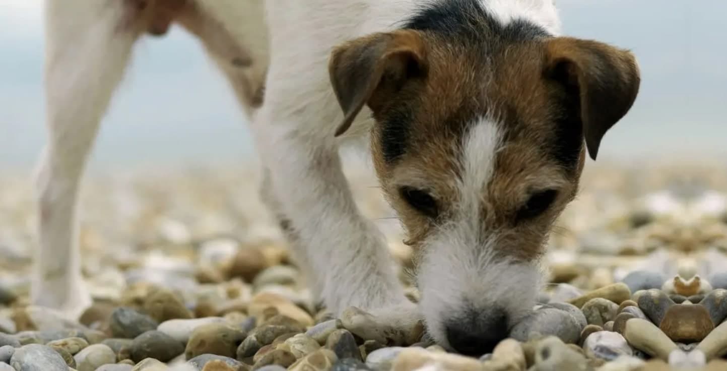 Image of a dog eating ants on the ground