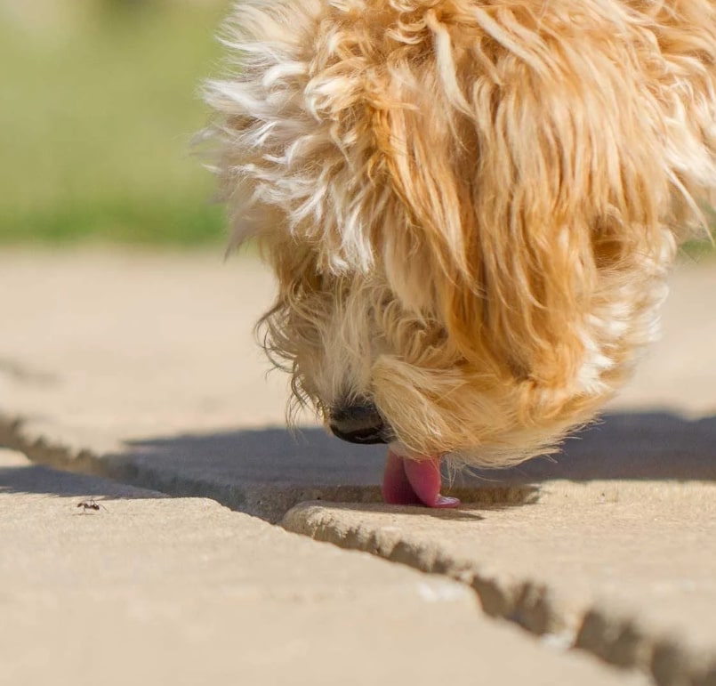 Can Dogs Eat Ants? Everything You Need to Know - Vetshows.