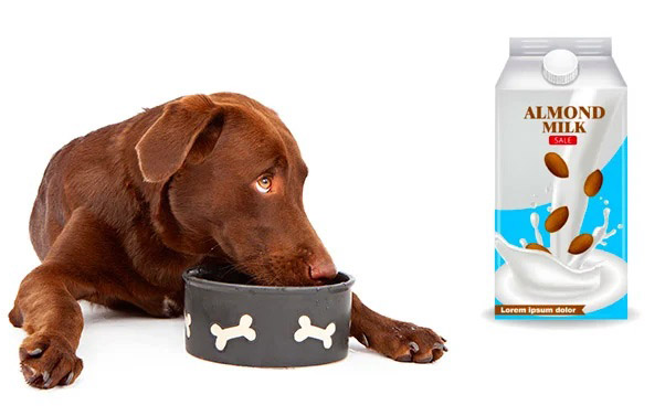 Image of dog with almond milk