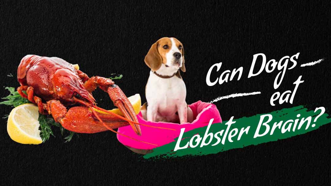 Image of can dog eat lobster brains